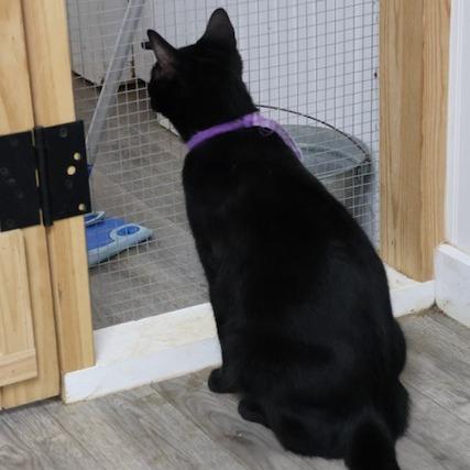 Enlarge Milo, a Adoptable Domestic Short Hair in Delta, AL image 5/5