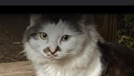 Charley, Adoptable, Adult Male Maine Coon & Domestic Long Hair.