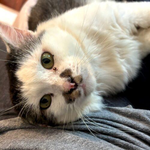 Enlarge Charley, a Adoptable mixed breed in Newton, NC image 2/4