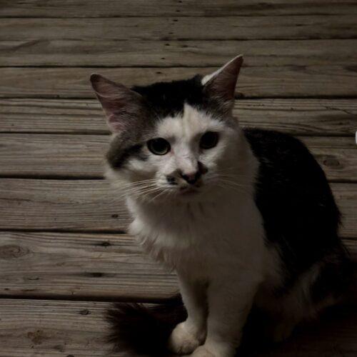 Enlarge Charley, a Adoptable mixed breed in Newton, NC image 4/4