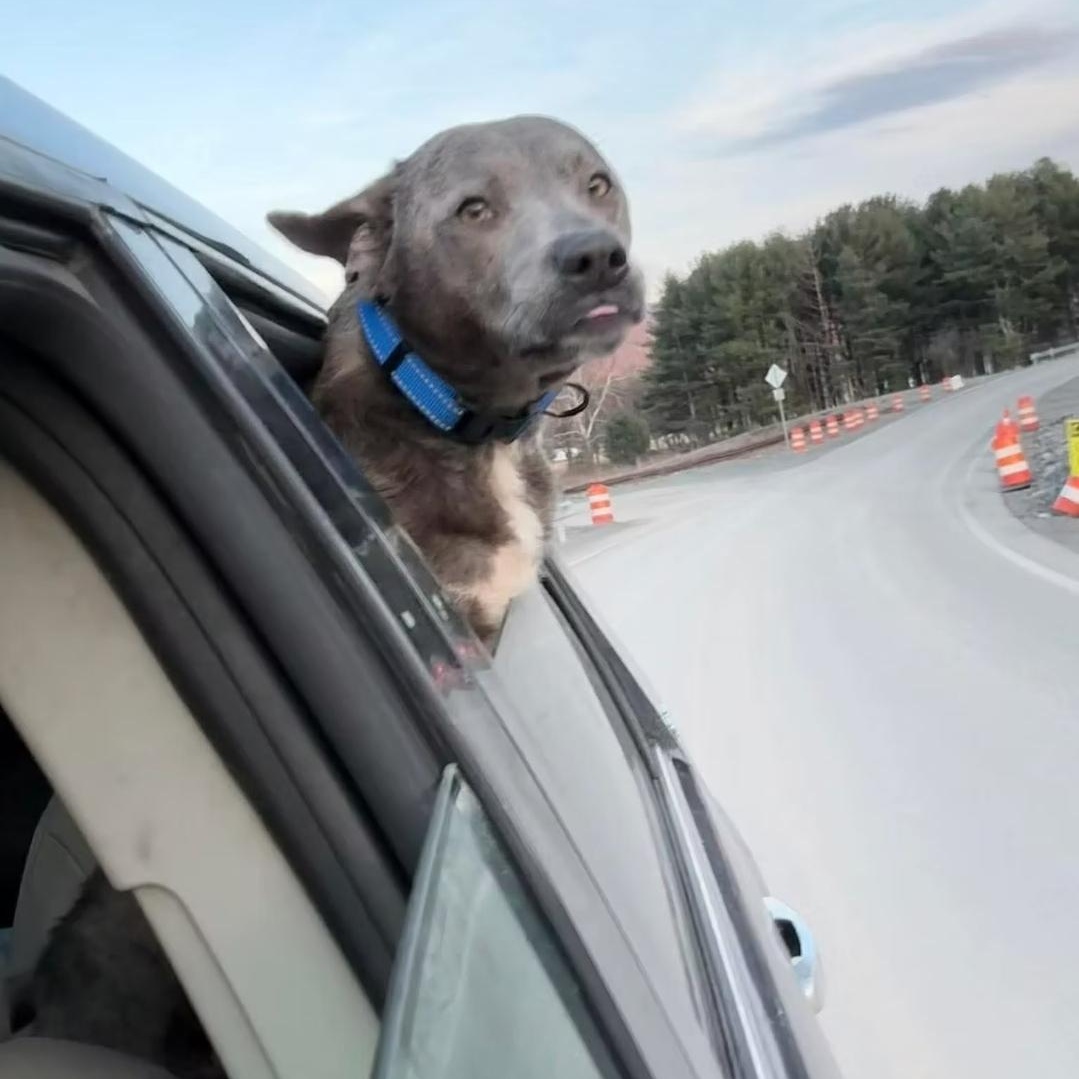 Enlarge Brent, a ADOPTABLE mixed breed in Shinnston, WV image 6/6