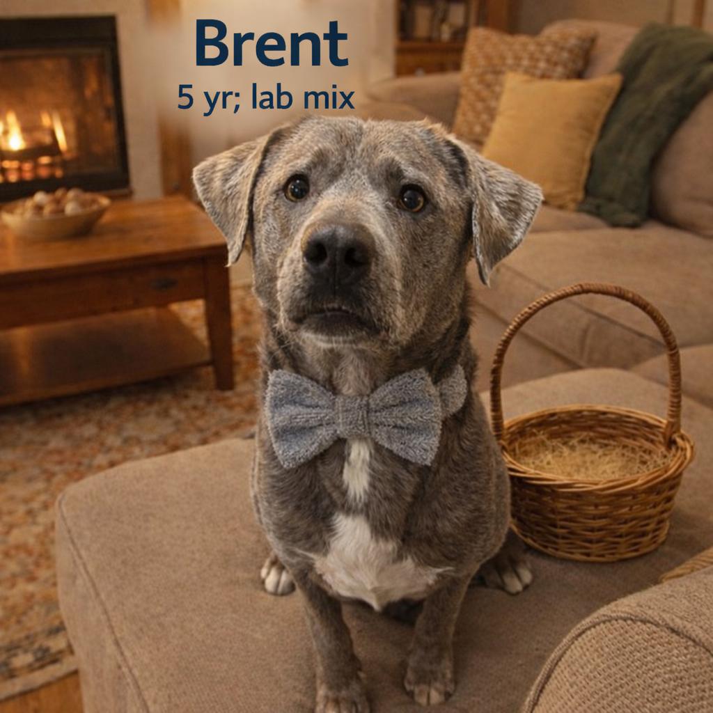 Brent, ADOPTABLE, Adult Male Labrador Retriever.