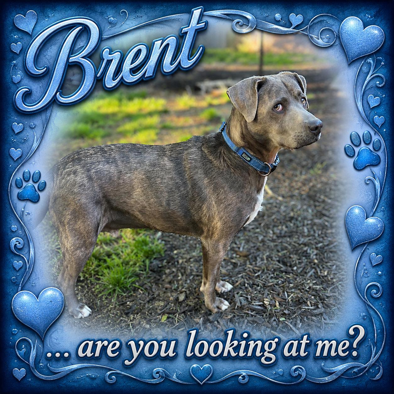 Enlarge Brent, an adoptable mixed breed in Shinnston, WV image 1/6