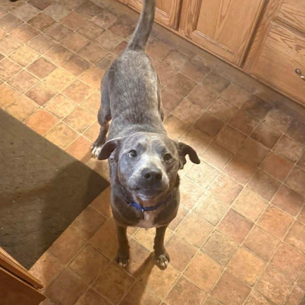 Enlarge Brent, a ADOPTABLE mixed breed in Shinnston, WV image 4/6