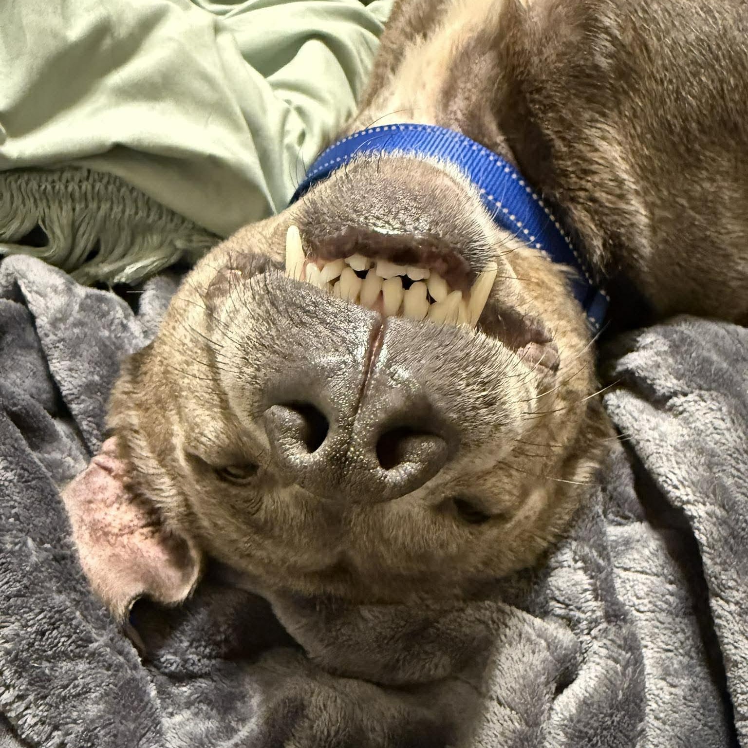 Enlarge Brent, a ADOPTABLE mixed breed in Shinnston, WV image 2/6