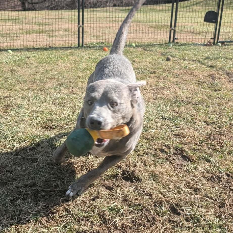 Enlarge Brent, a ADOPTABLE mixed breed in Shinnston, WV image 5/6