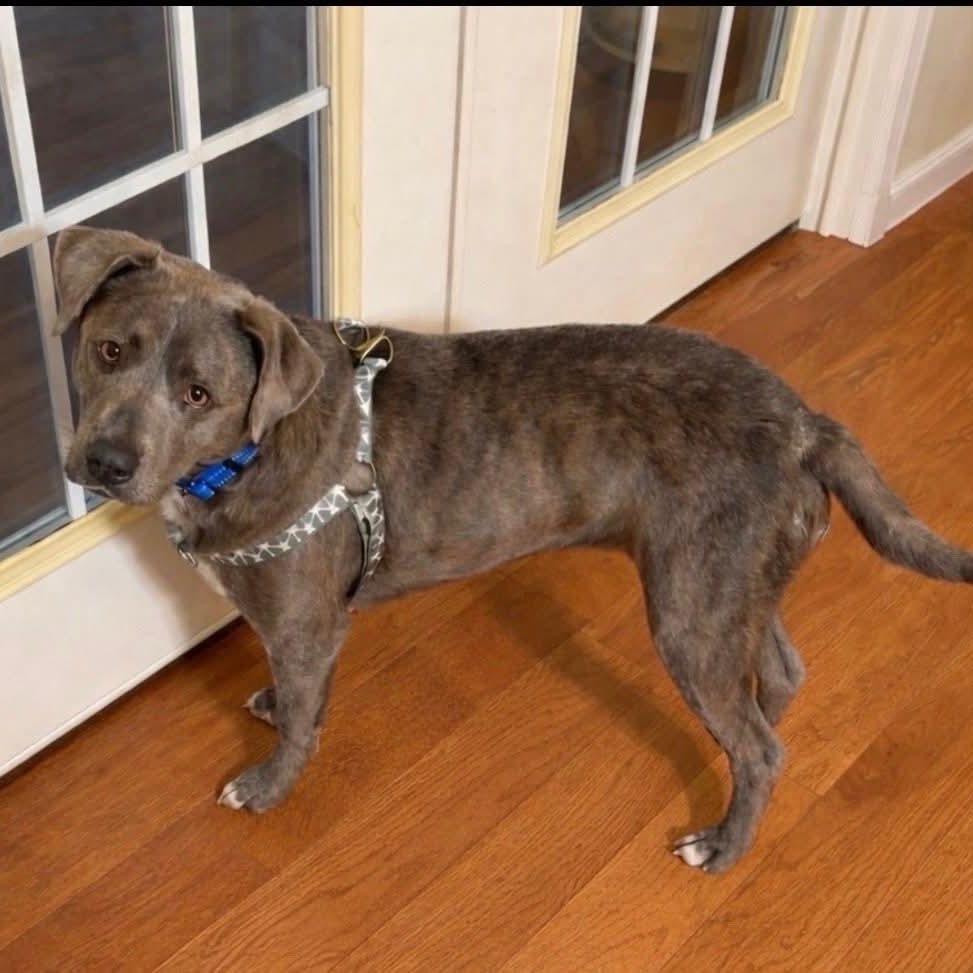 Enlarge Brent, a ADOPTABLE mixed breed in Shinnston, WV image 3/6