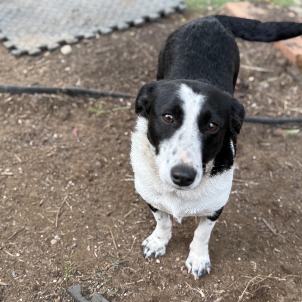Darla, Adoptable, Adult Female Border Collie & Dachshund.