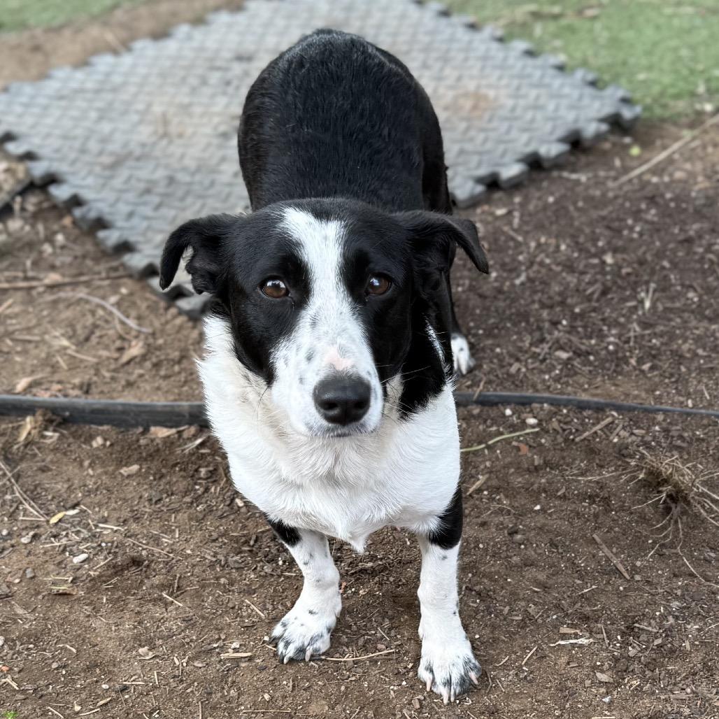 Enlarge Darla, a Adoptable mixed breed in Sacramento, CA image 2/5