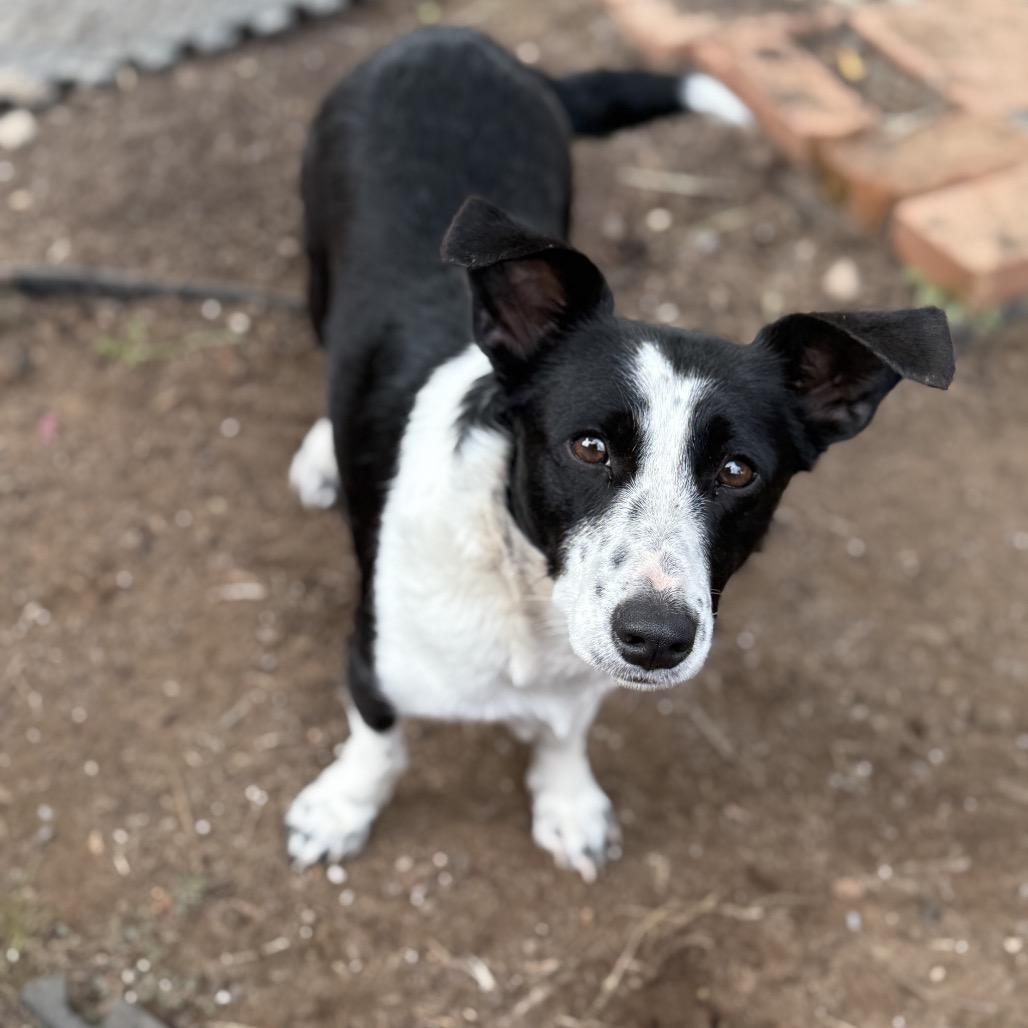 Enlarge Darla, a Adoptable mixed breed in Sacramento, CA image 3/5
