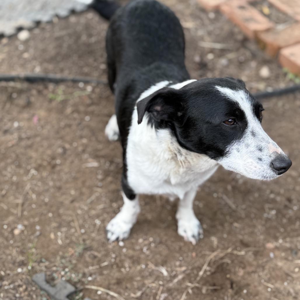 Enlarge Darla, a Adoptable mixed breed in Sacramento, CA image 4/5