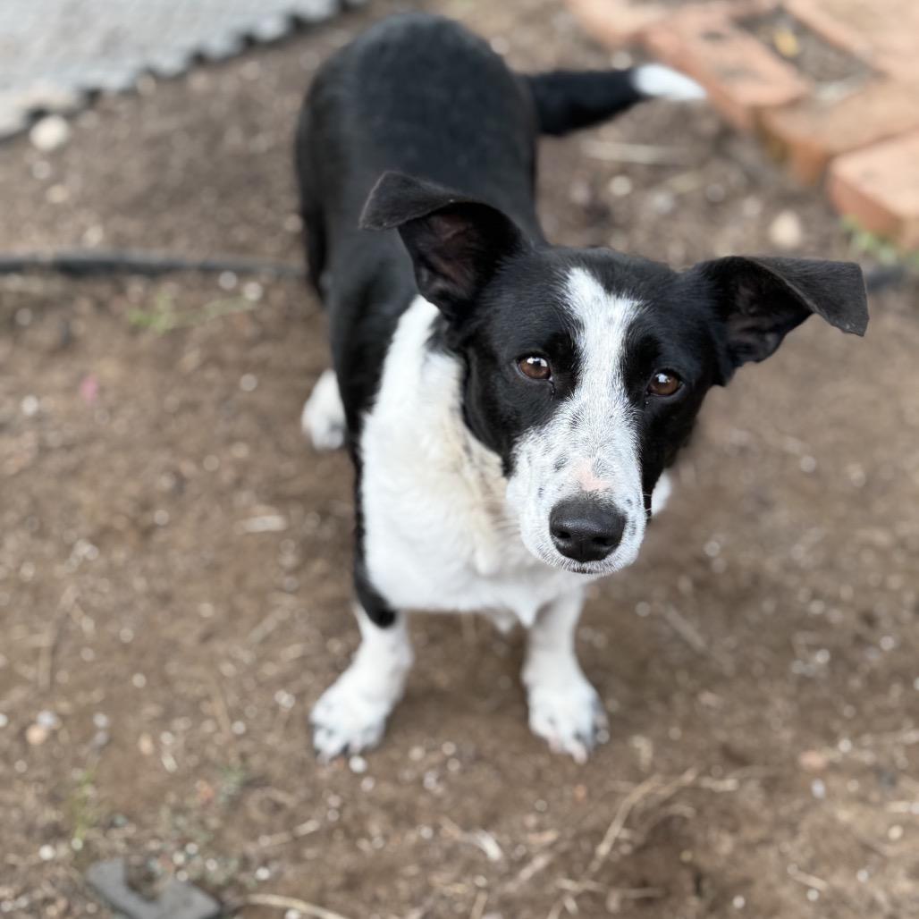 Enlarge Darla, a Adoptable mixed breed in Sacramento, CA image 5/5