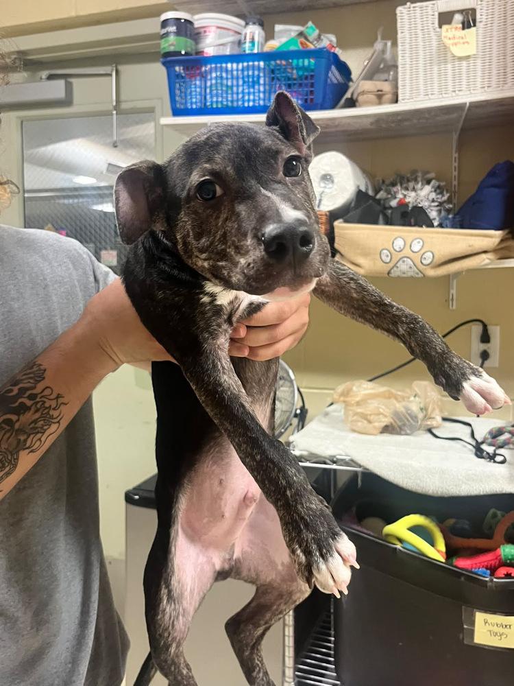Enlarge Bowie, a Adoptable mixed breed in Kalamazoo, MI image 1/1