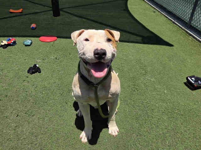 Enlarge MAX, a Adoptable Pit Bull Terrier in Carlsbad, CA image 1/1