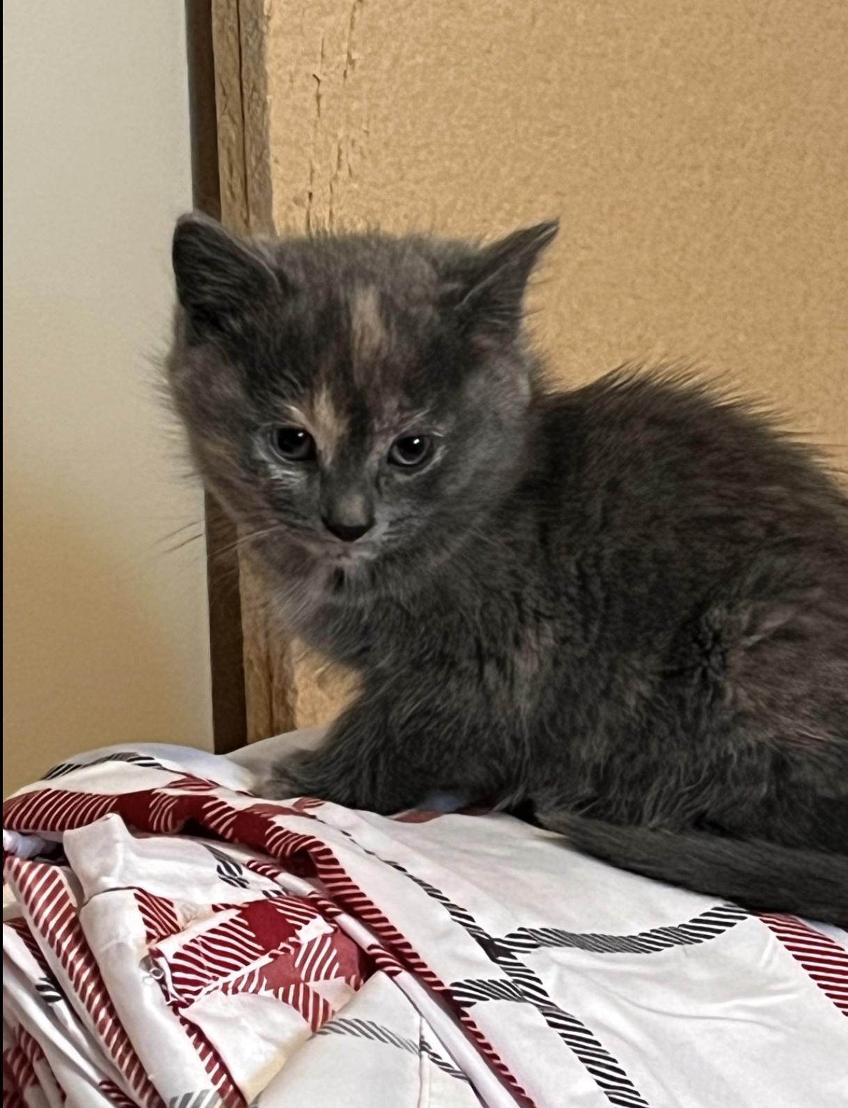 Willow, adopted, Kitten Female Dilute Tortoiseshell.