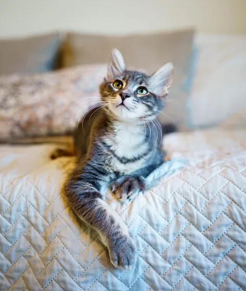 Enlarge Ash, a Adoptable Tabby in Waxahachie, TX image 3/3