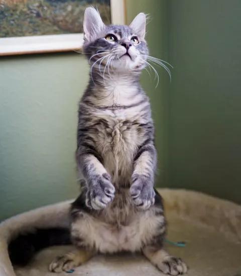 Enlarge Ash, a Adoptable Tabby in Waxahachie, TX image 2/3