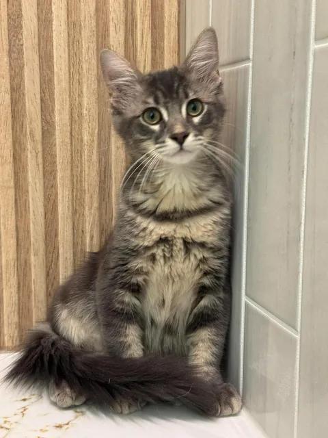 Ash, Adoptable, Kitten Male Tabby.
