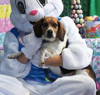 Enlarge Jim & Mandy, a ADOPTABLE Beagle in West Decatur, PA image 6/6