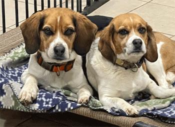 Jim & Mandy, ADOPTABLE, Adult Female Beagle.