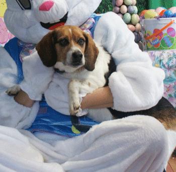Enlarge Jim & Mandy, a ADOPTABLE Beagle in West Decatur, PA image 5/6