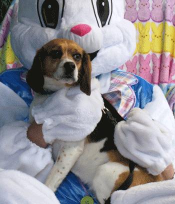 Enlarge Jim & Mandy, a ADOPTABLE Beagle in West Decatur, PA image 3/6