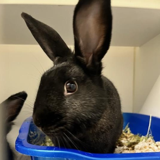 Emoji (ID 47884/2618)