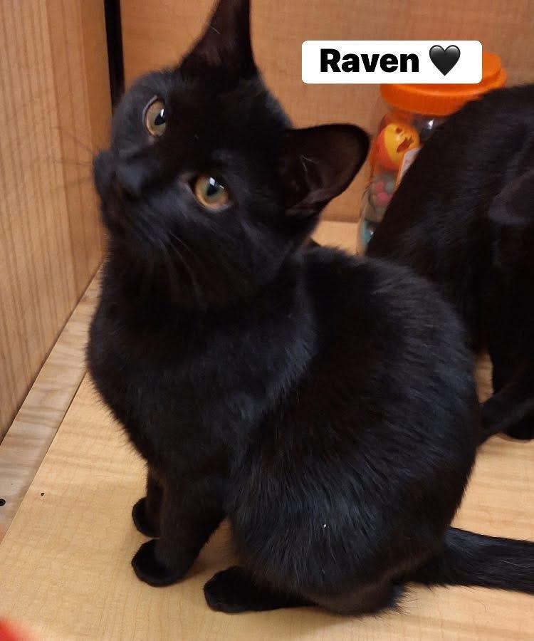 Enlarge Raven, a Adoptable American Shorthair in Turnersville, NJ image 1/2