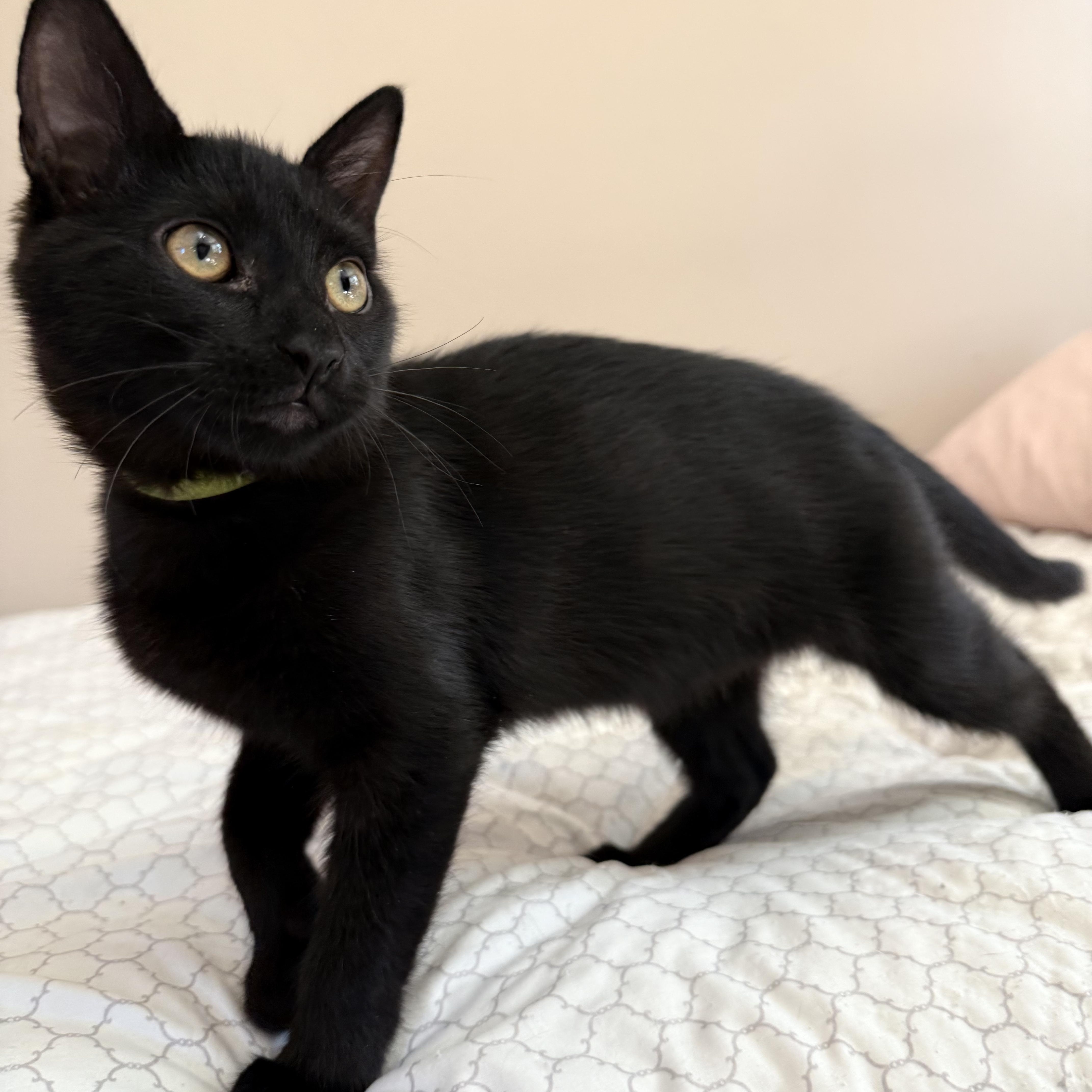 Enlarge Raven, a Adoptable American Shorthair in Turnersville, NJ image 1/5