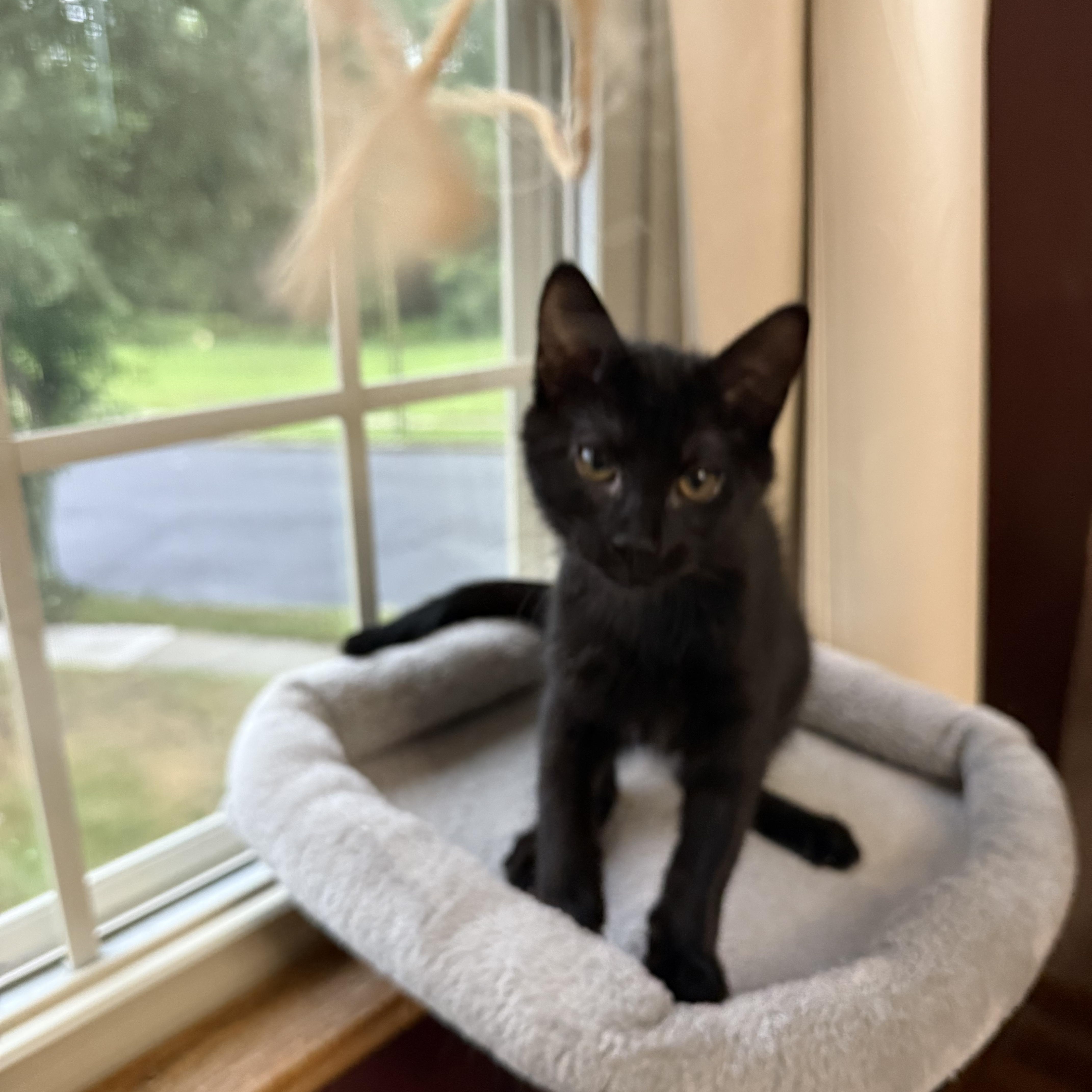 Enlarge Raven, a Adoptable American Shorthair in Turnersville, NJ image 4/5