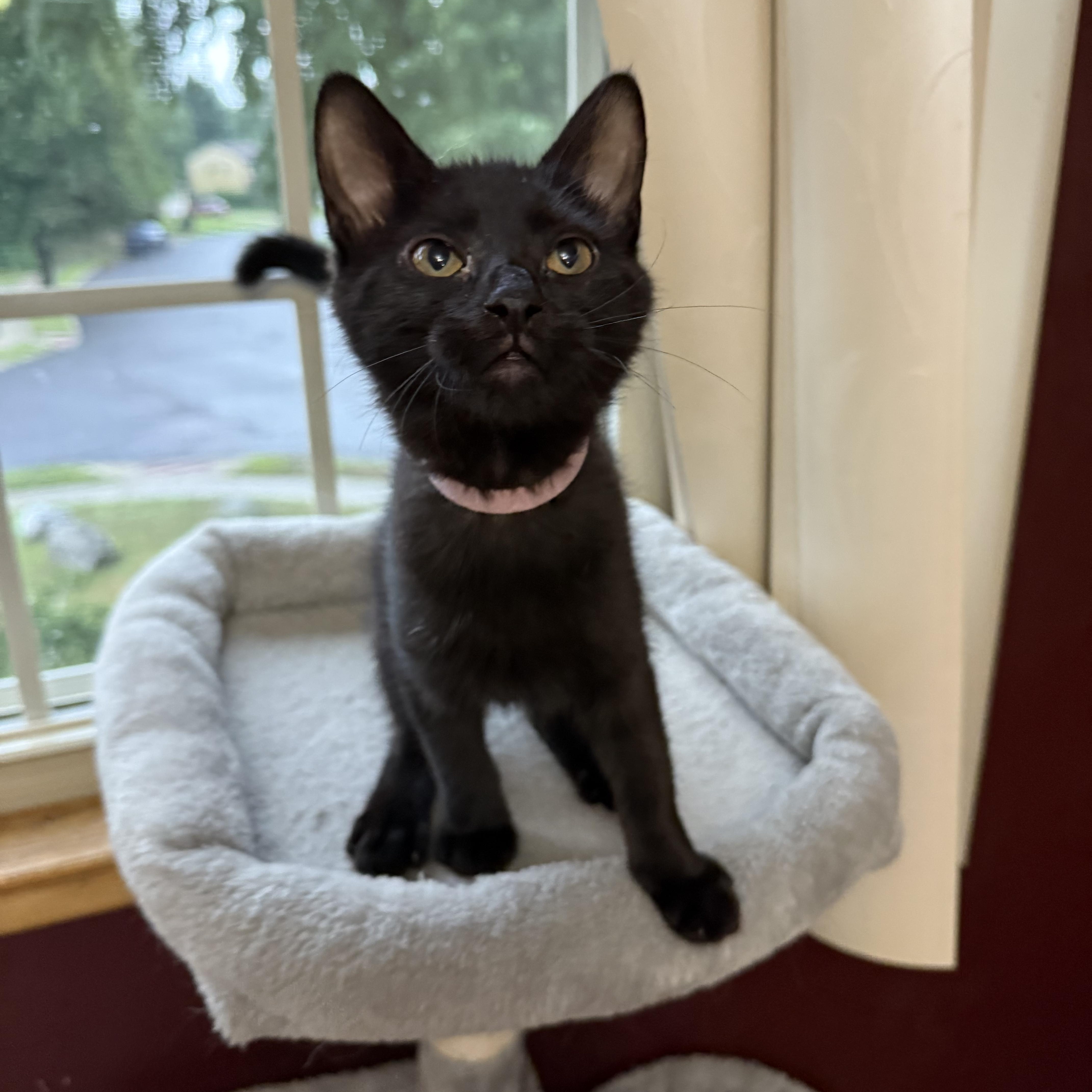 Enlarge Raven, a Adoptable American Shorthair in Turnersville, NJ image 2/5