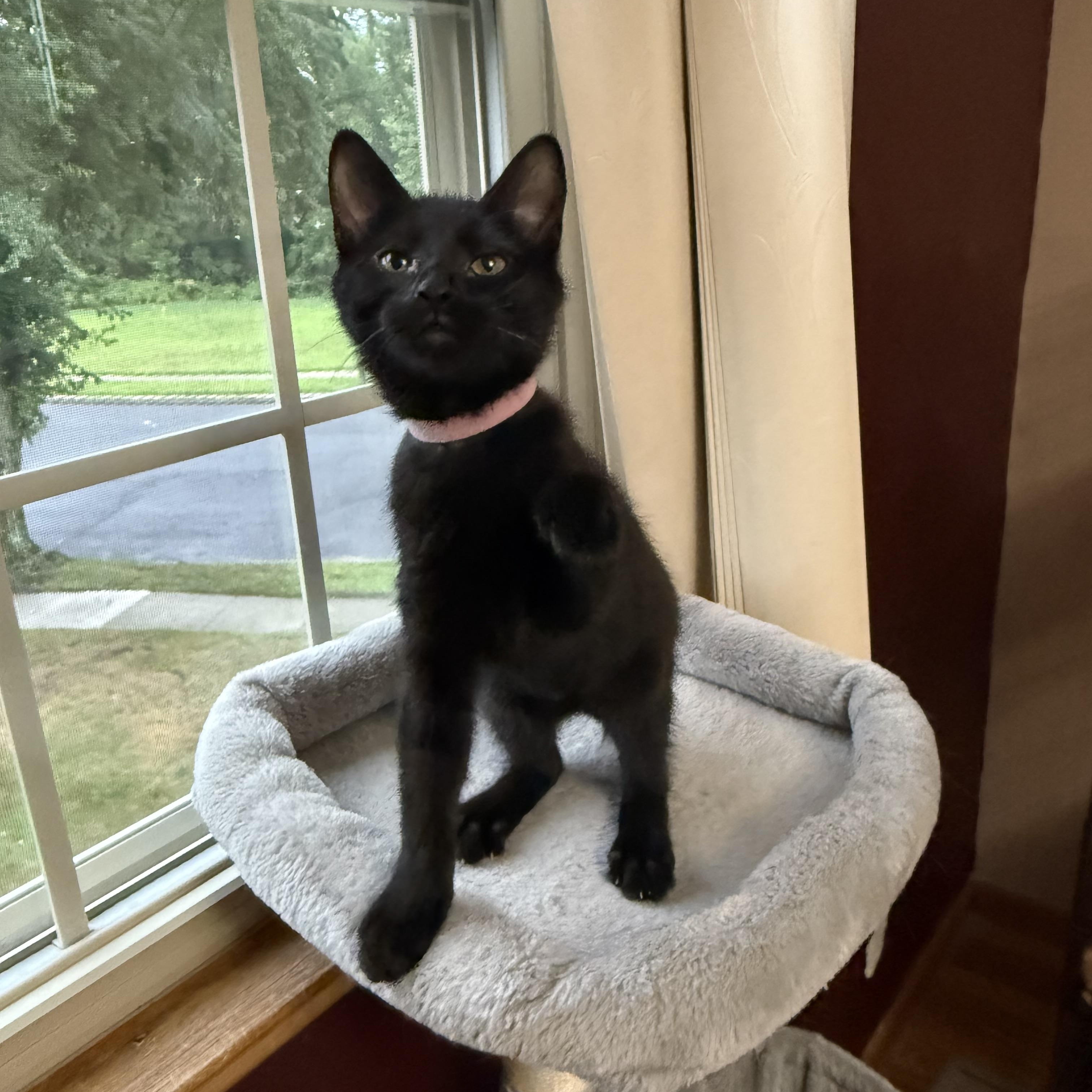 Enlarge Raven, a Adoptable American Shorthair in Turnersville, NJ image 5/5