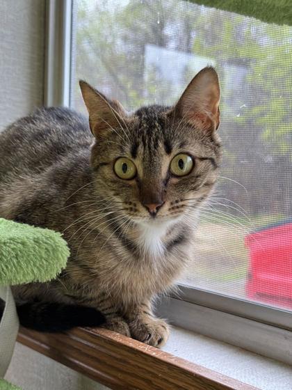 Piper, adoptable, Young Female Domestic Short Hair.