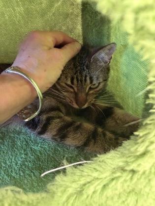 Enlarge Piper, an adoptable mixed breed in Salem, NH image 2/2