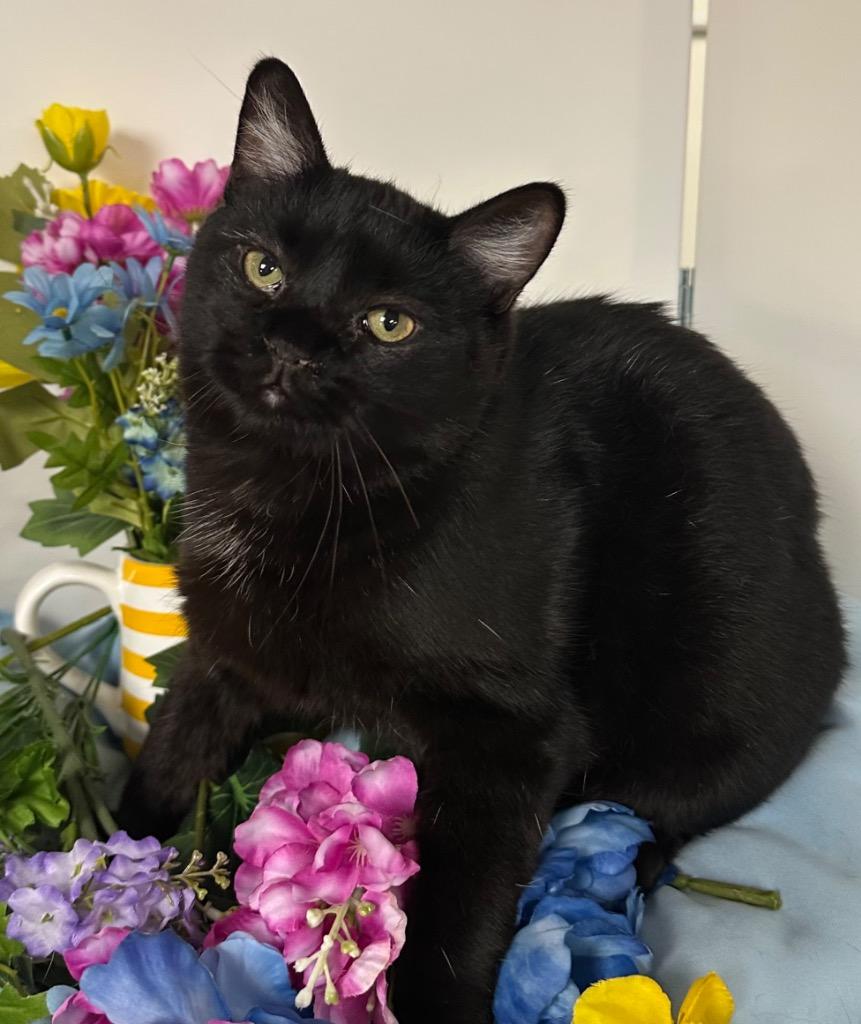 Enlarge 6/25/25 - Stewart, a Adoptable mixed breed in Stillwater, OK image 1/2