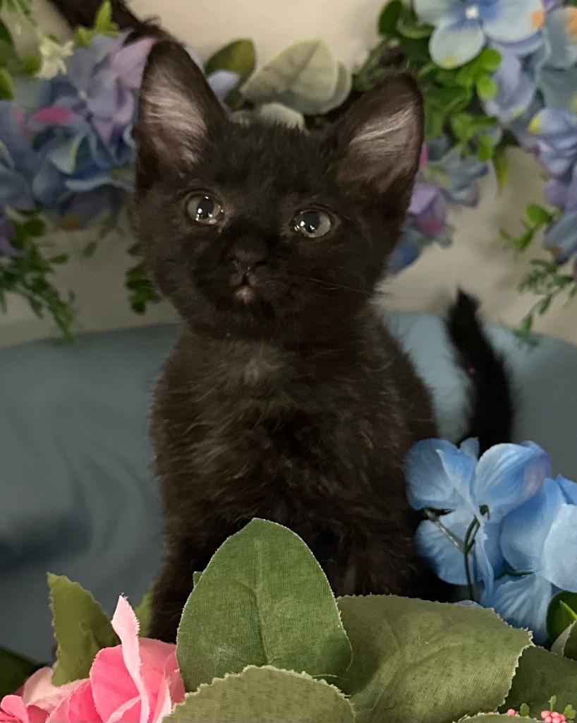 6/25/25 - Stewart, Adoptable, Young Male Domestic Short Hair.