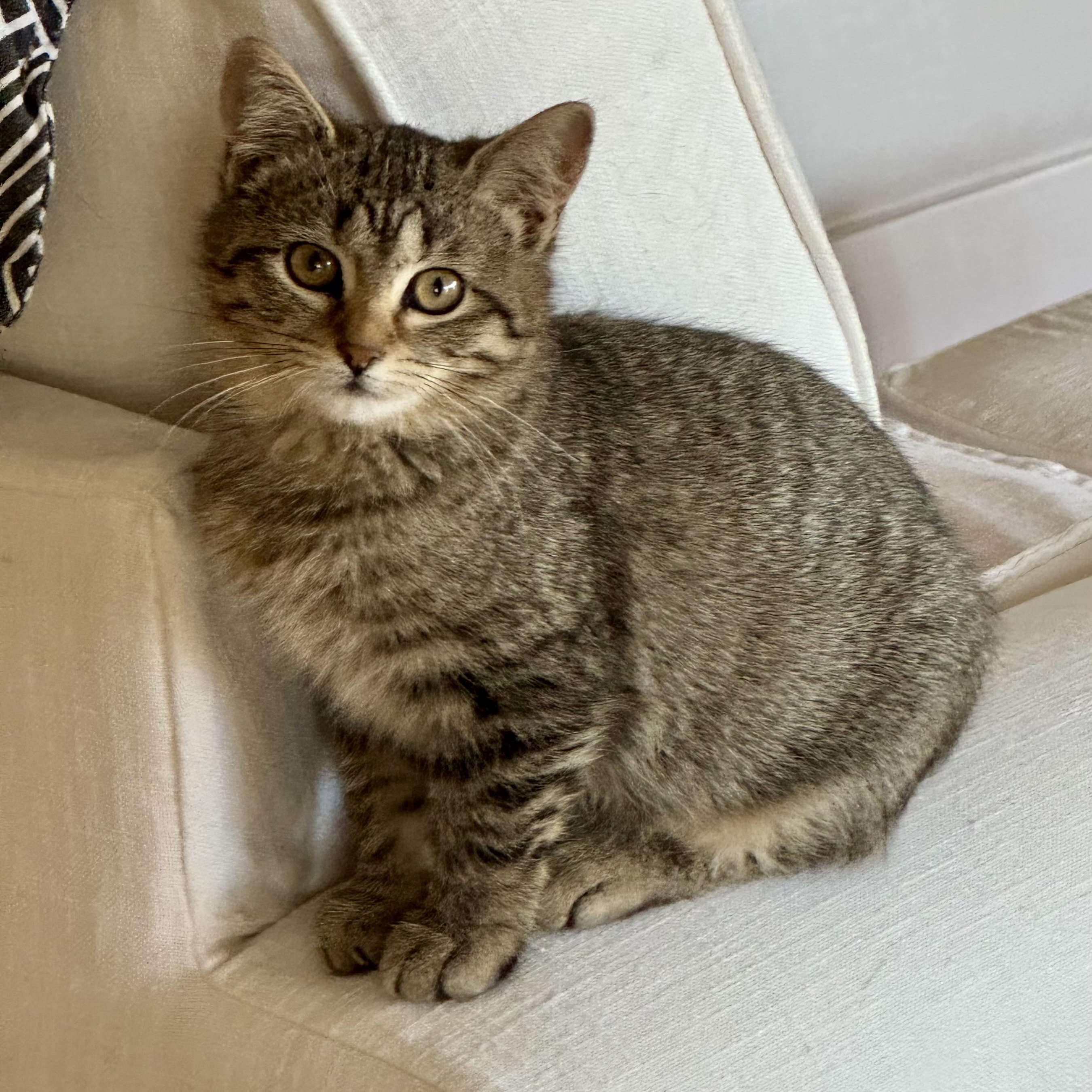 Enlarge Echo, a Adoptable Tabby in Memphis, TN image 3/6