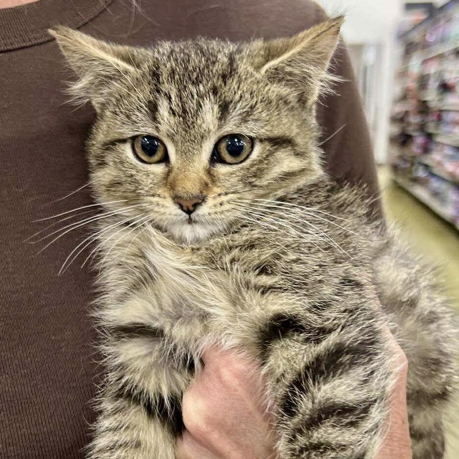 Enlarge Echo, a Adoptable Tabby in Memphis, TN image 1/6