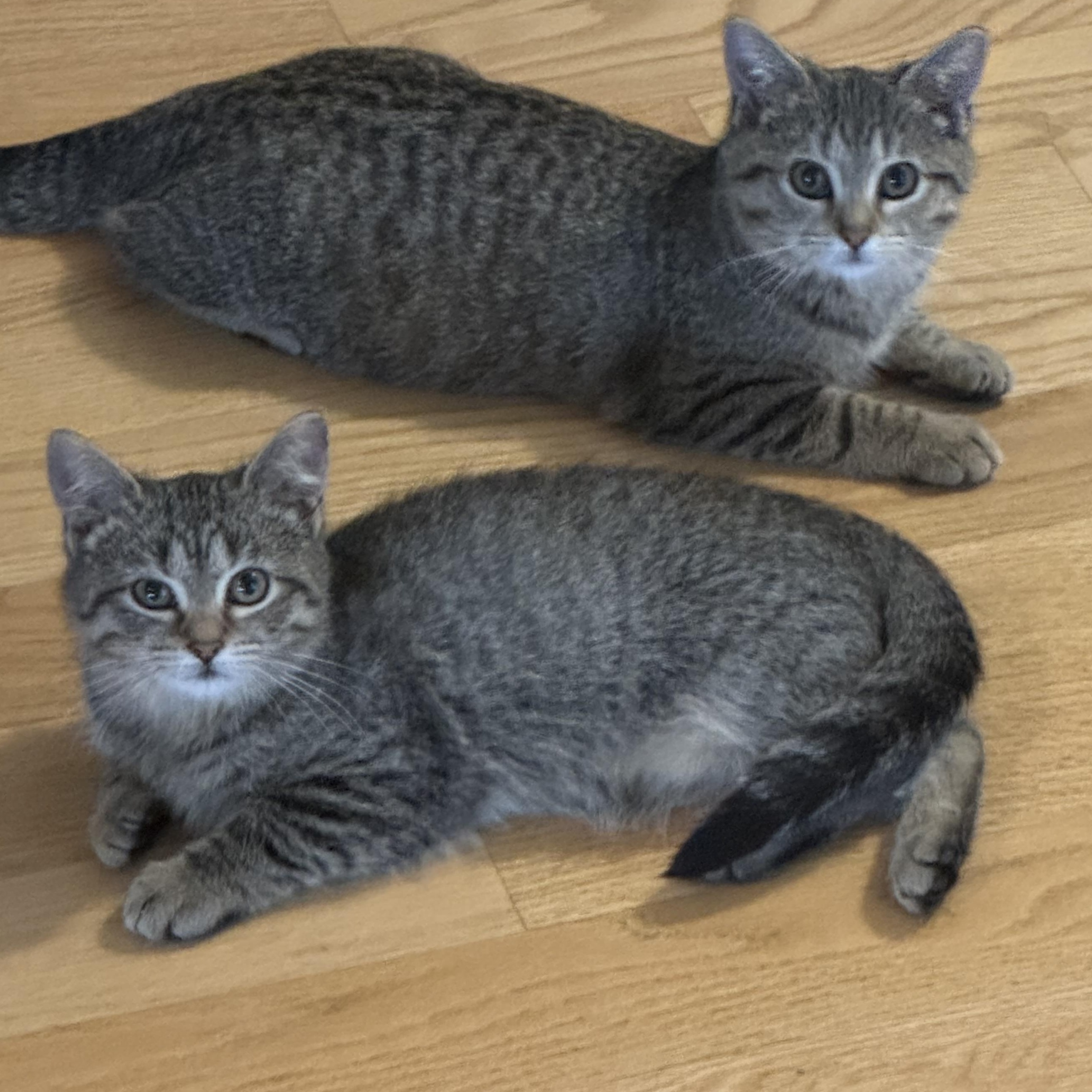 Enlarge Echo, a Adoptable Tabby in Memphis, TN image 6/6