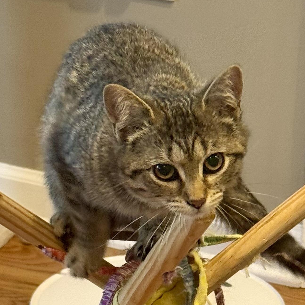 Enlarge Echo, a Adoptable Tabby in Memphis, TN image 2/6