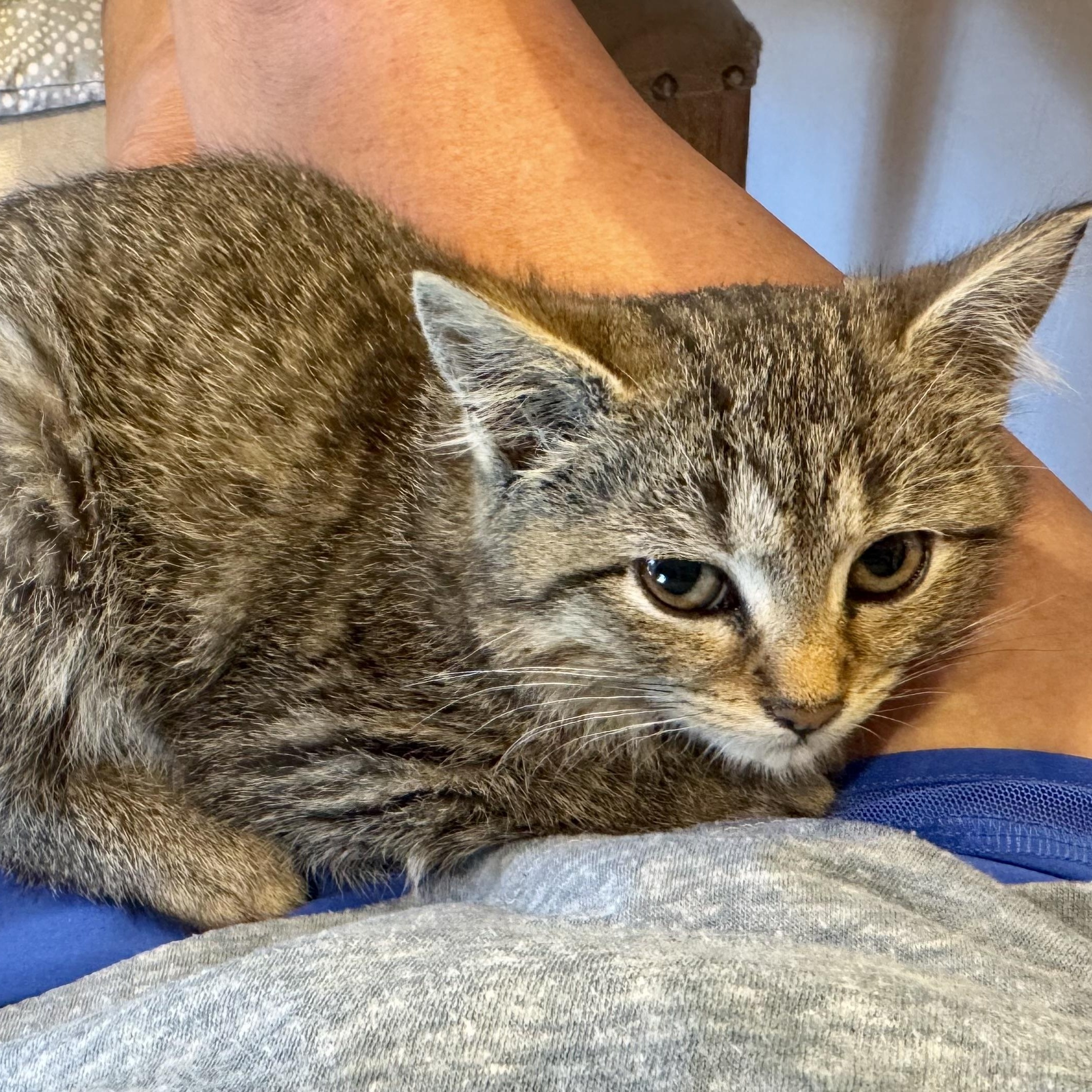 Enlarge Echo, a Adoptable Tabby in Memphis, TN image 4/6