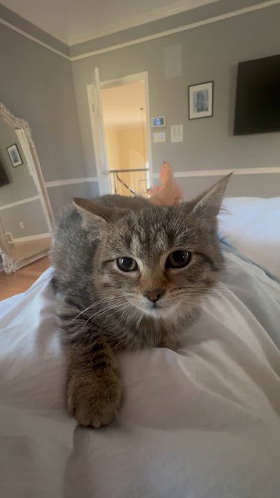 Enlarge Echo, a Adoptable Tabby in Memphis, TN video 5/6