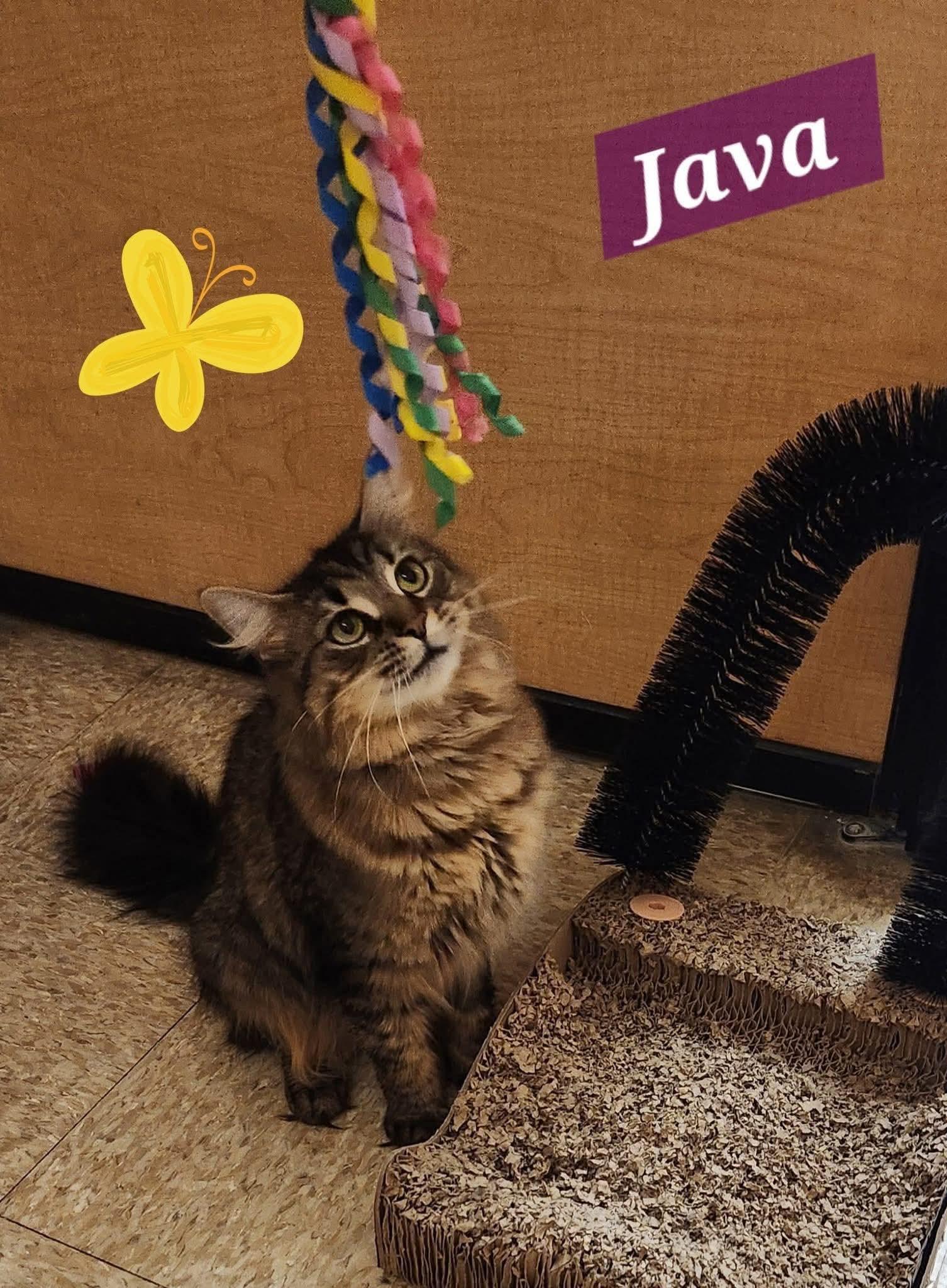 Java, Adoptable, Young Female Domestic Medium Hair.