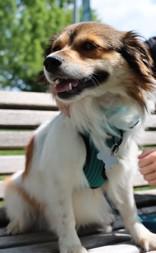 Enlarge Jace, an adopted mixed breed in Palatine, IL image 2/4