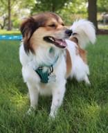 Enlarge Jace, an adopted mixed breed in Palatine, IL image 3/4