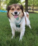 Jace, adopted, Young Male Corgi & Mixed Breed.