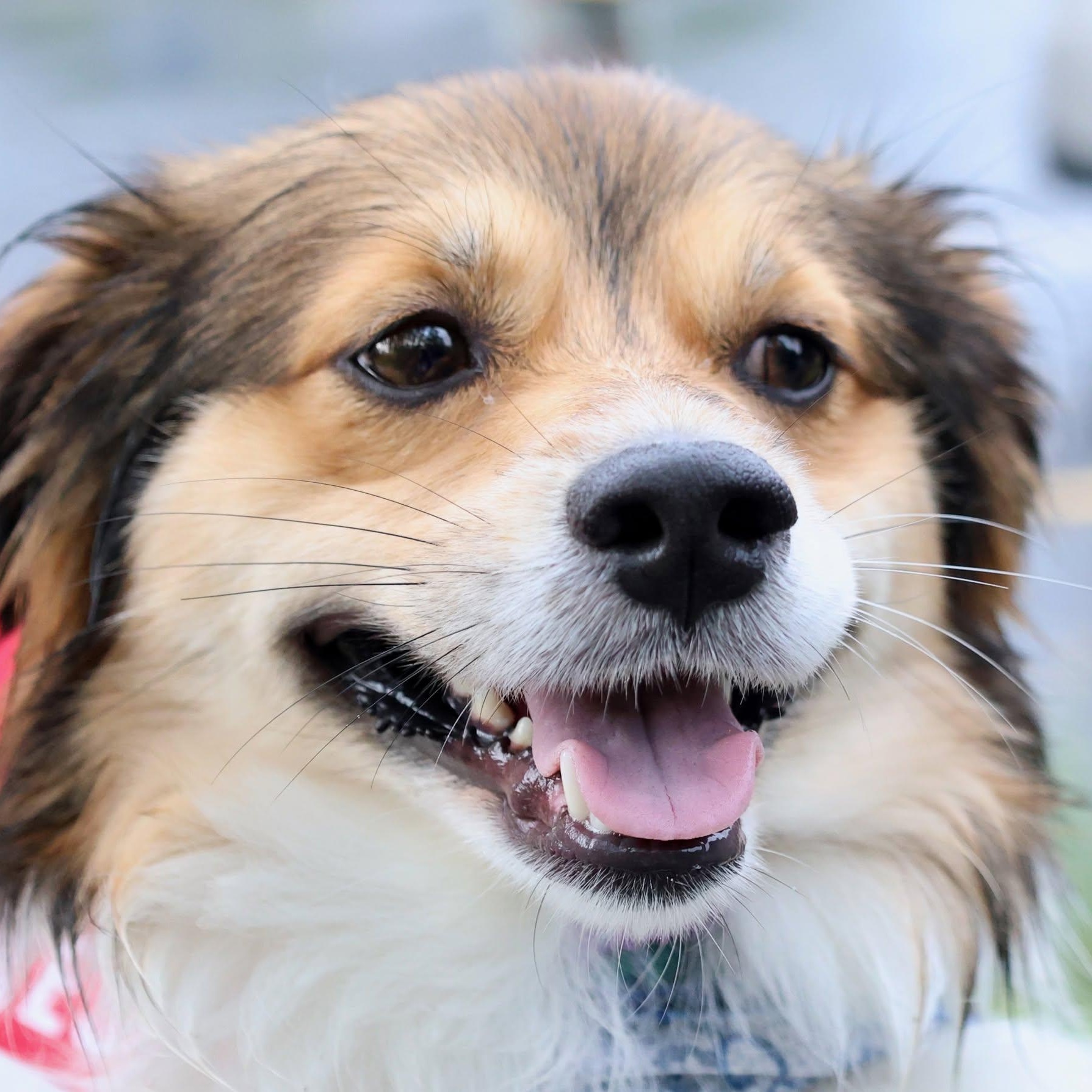 Enlarge Jace, an adopted mixed breed in Palatine, IL image 4/4