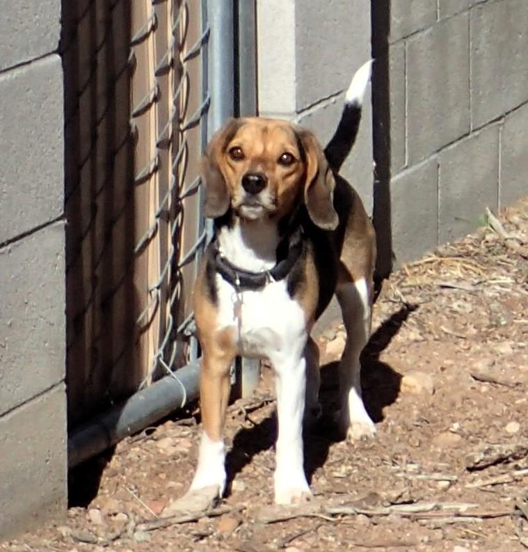 Enlarge Stormy, a ADOPTABLE Beagle in Tucson, AZ image 1/5