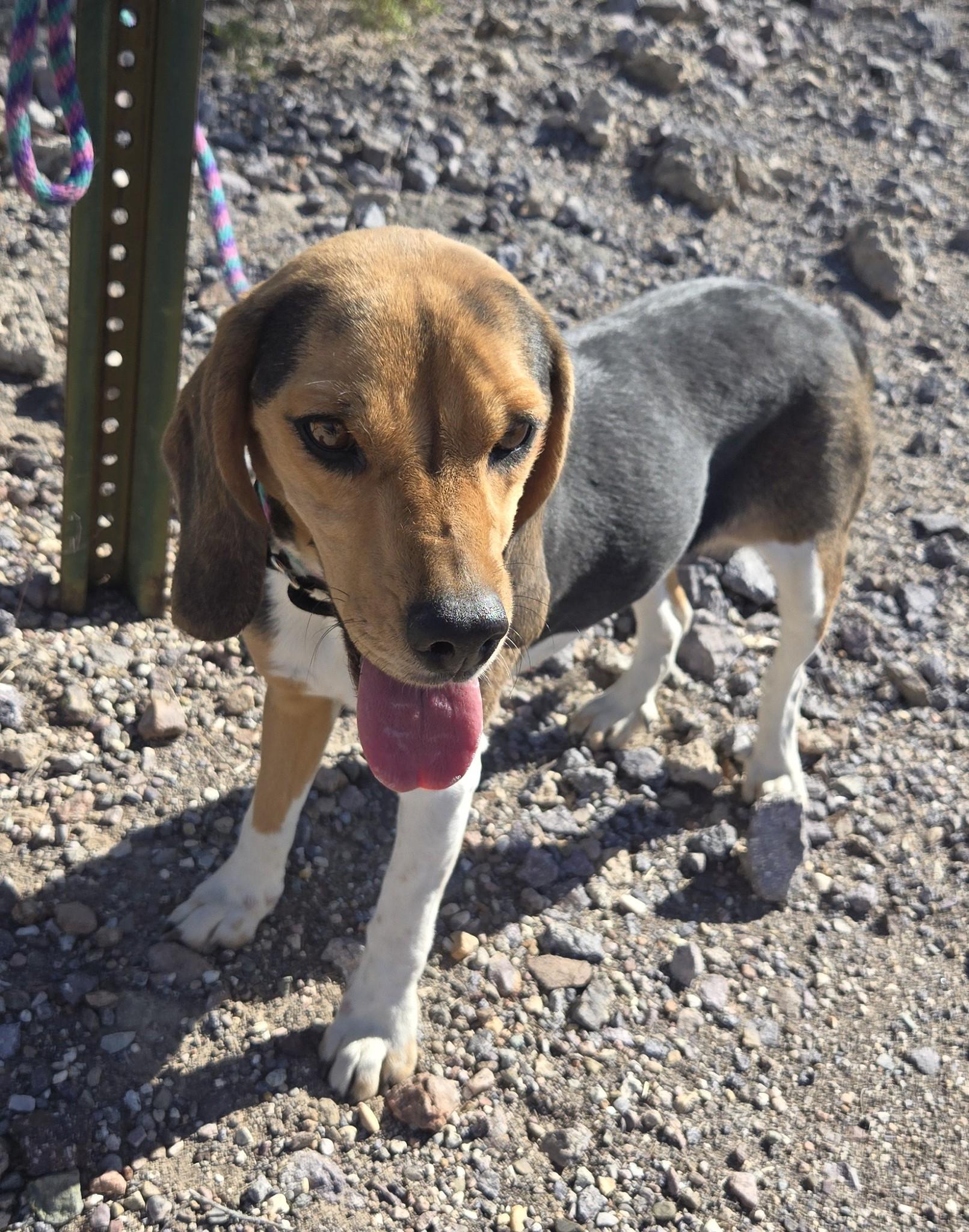 Enlarge Stormy, a ADOPTABLE Beagle in Tucson, AZ image 2/5