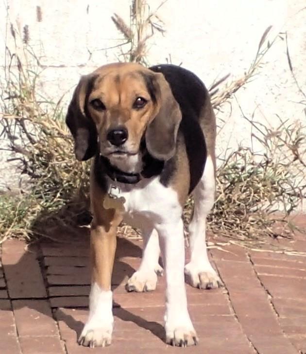 Enlarge Stormy, a ADOPTABLE Beagle in Tucson, AZ image 5/5